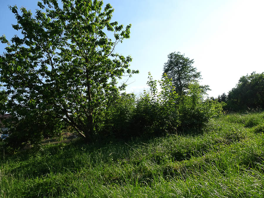 Działka na sprzedaż Binowo 1 962 m2 | Arka Nieruchomości