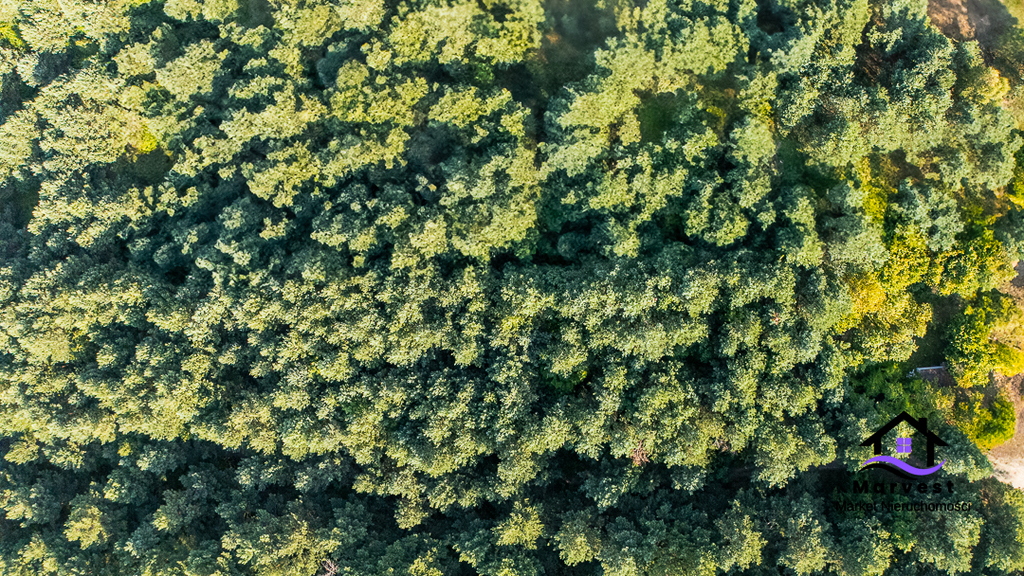 Suliszowice | Działka leśna na jurze