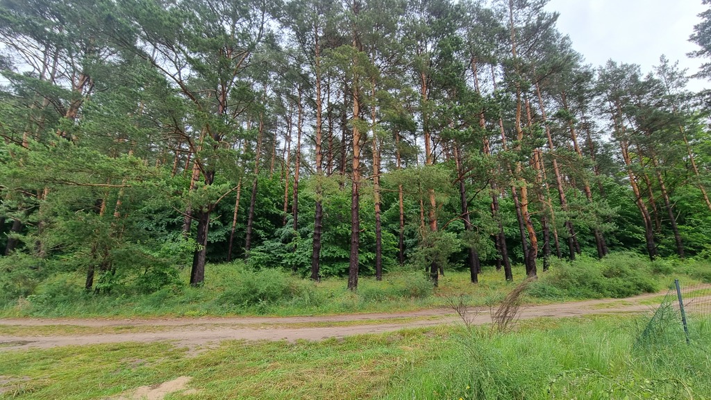 Działka na sprzedaż Wisełka 1 308 m2 | Arka Nieruchomości