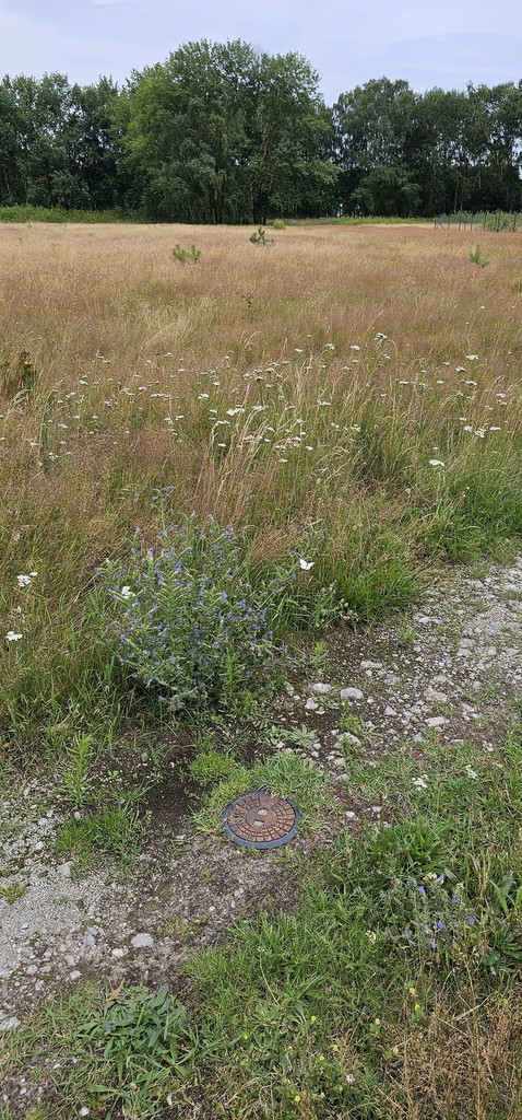 Działka na sprzedaż Nowe Warpno 1 654 m2 | Arka Nieruchomości