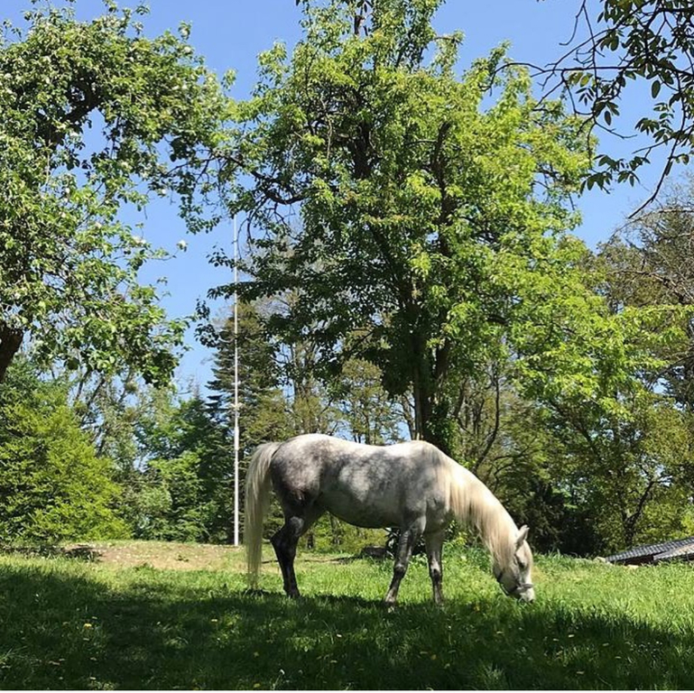 Działka na sprzedaż Szczecin, Płonia 731 m2 | Arka Nieruchomości