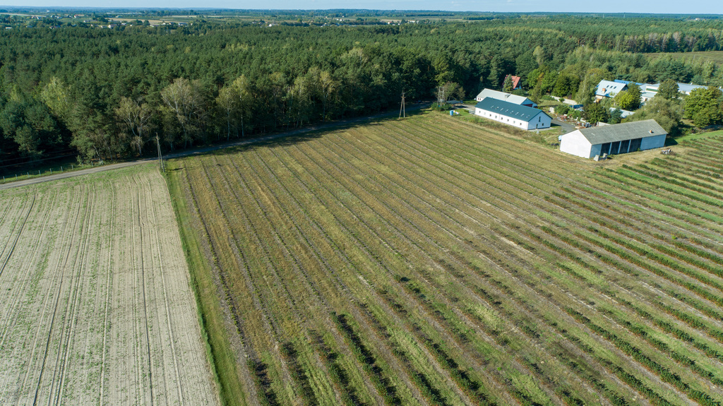 Ustawna działka budowlana w dmosinie drugim – zdjęcie 9