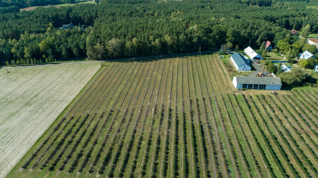 Ustawna działka budowlana w dmosinie drugim – zdjęcie 8