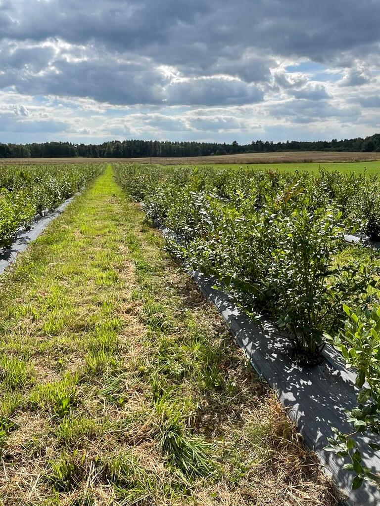 Działka na sprzedaż Lisowo 50 m2 | Arka Nieruchomości