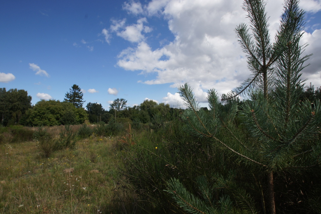 Działka na sprzedaż Charzyno 1 026 m2 | Arka Nieruchomości