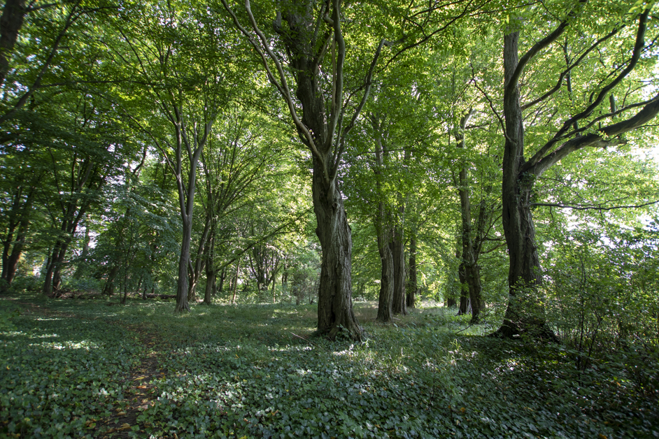 Działka na sprzedaż Sibin 96 100 m2 | Arka Nieruchomości