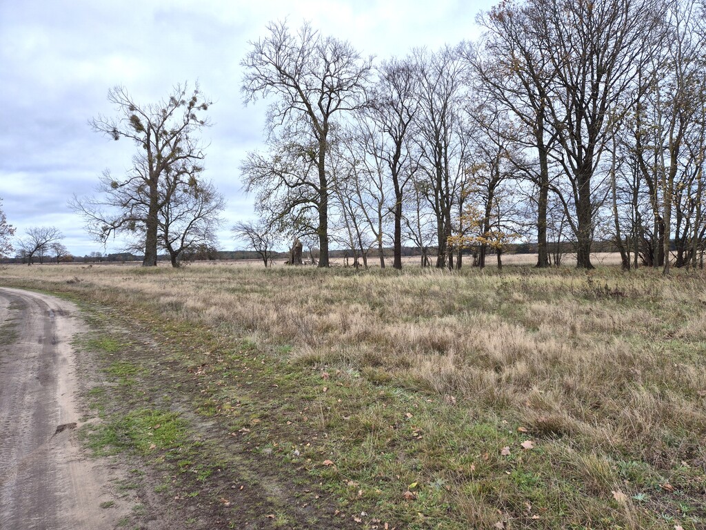 Działka na sprzedaż Łęgi 3 061 m2 | Arka Nieruchomości