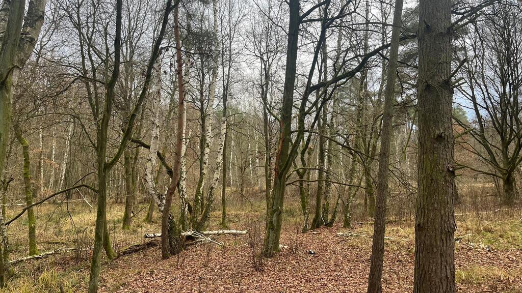 Działka na sprzedaż Szczecin, Płonia 11 479 m2 | Arka Nieruchomości