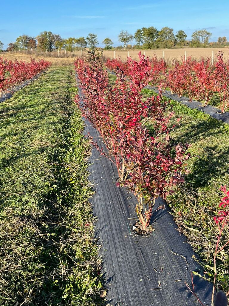 Działka na sprzedaż Lisowo 50 m2 | Arka Nieruchomości