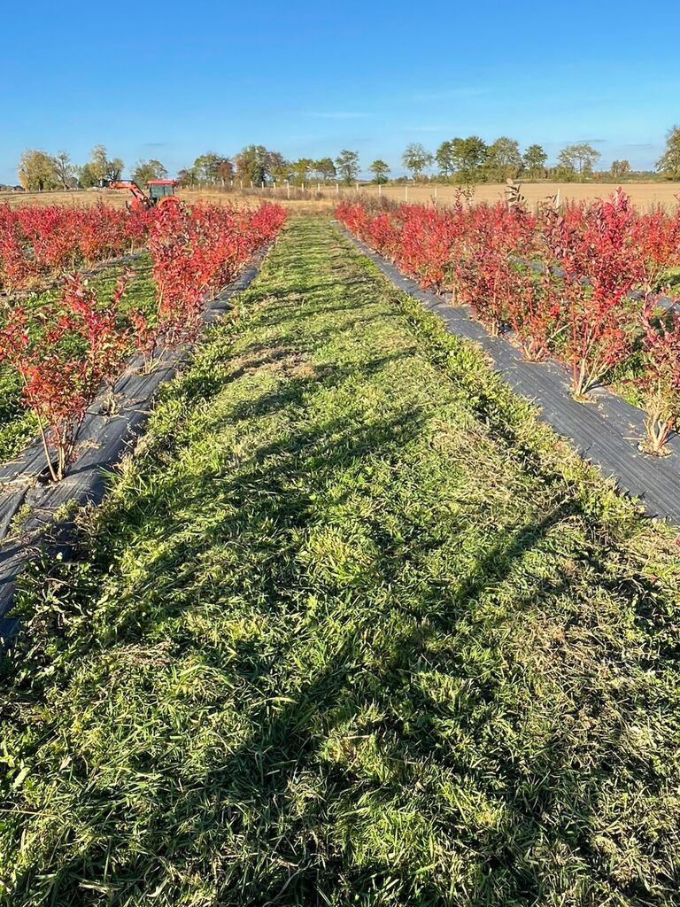 Działka na sprzedaż Lisowo 50 m2 | Arka Nieruchomości