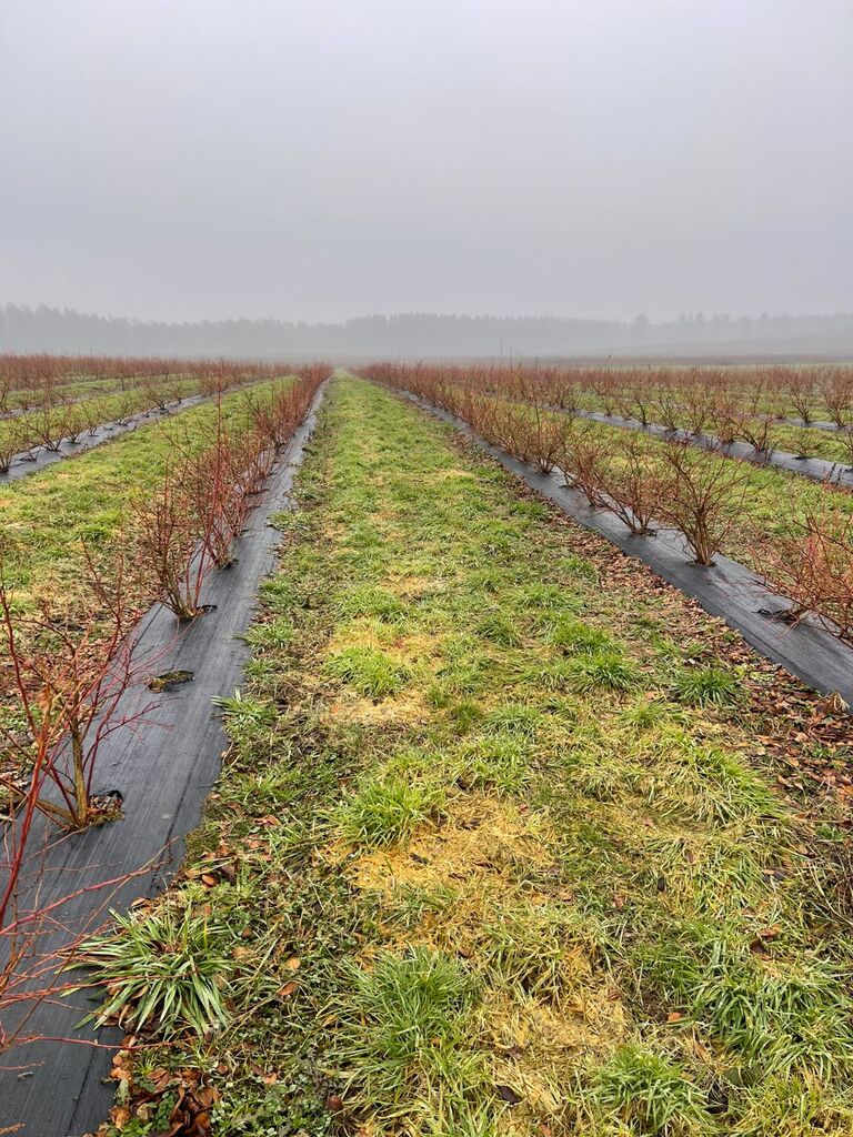 Działka na sprzedaż Lisowo 50 m2 | Arka Nieruchomości