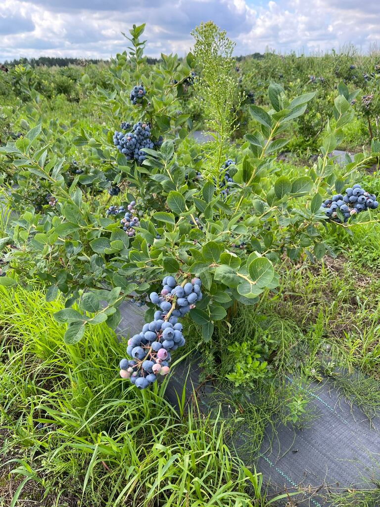 Działka na sprzedaż Lisowo 50 m2 | Arka Nieruchomości