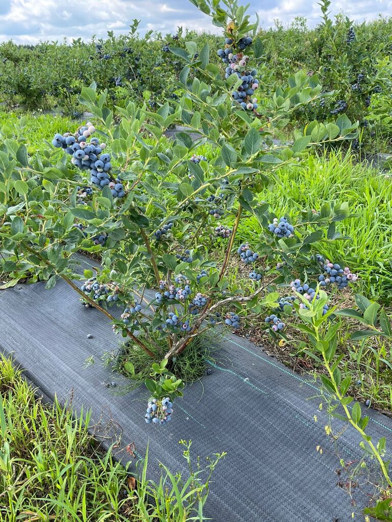 Działka na sprzedaż Lisowo 50 m2 | Arka Nieruchomości