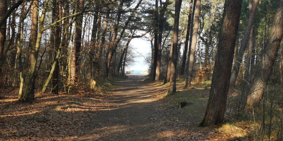 Działka na sprzedaż Rusinowo 2 313 m2 | Arka Nieruchomości