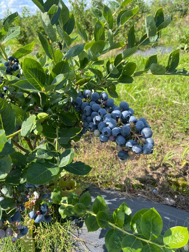 Chociwel  | Arka Nieruchomości