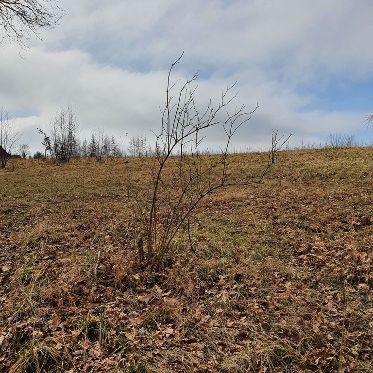 Działka na sprzedaż Tucze 3 644 m2 | Arka Nieruchomości