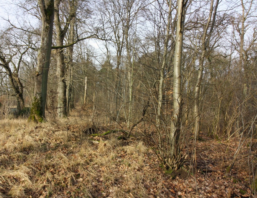 Obiekt na sprzedaż Storkowo 800 m2 | Arka Nieruchomości