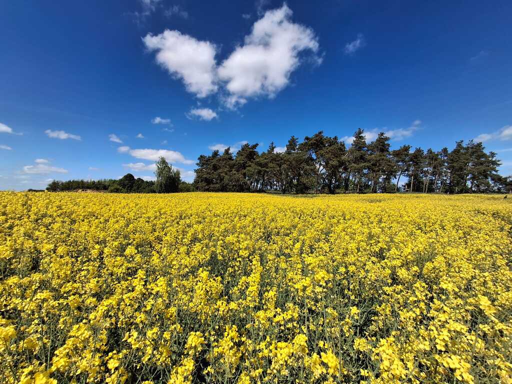 Działka na sprzedaż Parsów 9 825 m2 | Arka Nieruchomości