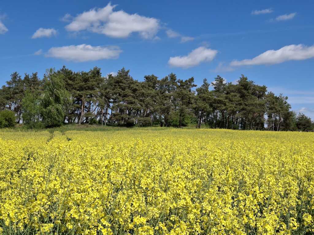 Działka na sprzedaż Parsów 9 825 m2 | Arka Nieruchomości