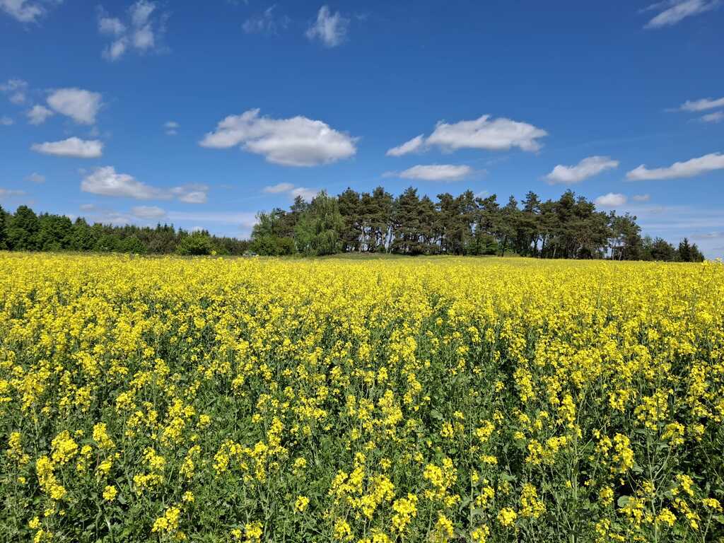 Działka na sprzedaż Parsów 9 825 m2 | Arka Nieruchomości