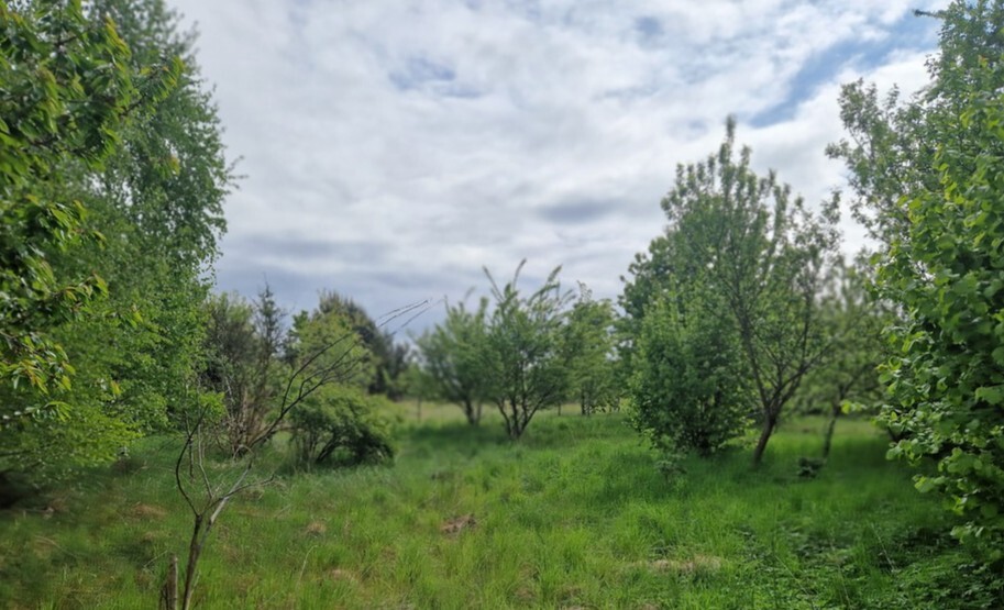  Olchowo  | Arka Nieruchomości