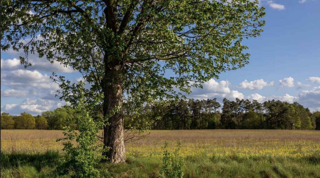 Działka na sprzedaż Jarnatów 66 142 m2 | Arka Nieruchomości
