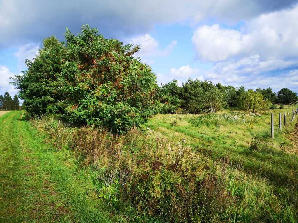 Działka na sprzedaż Świeszewo 18 458 m2 | Arka Nieruchomości