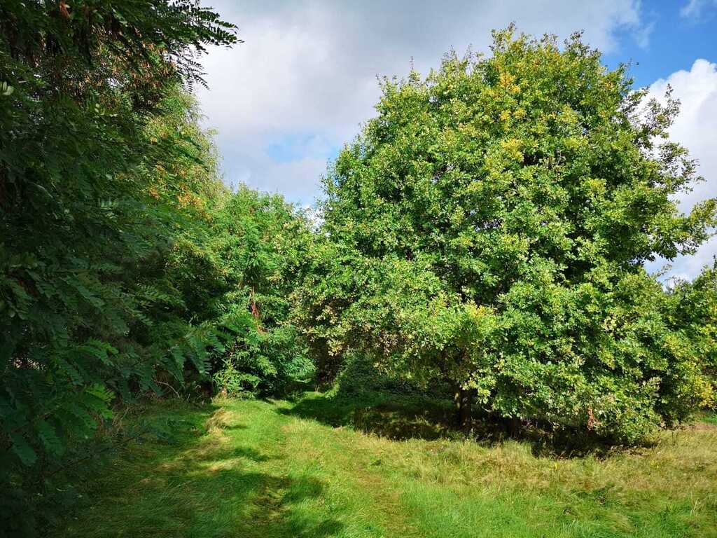 Działka na sprzedaż Świeszewo 18 458 m2 | Arka Nieruchomości