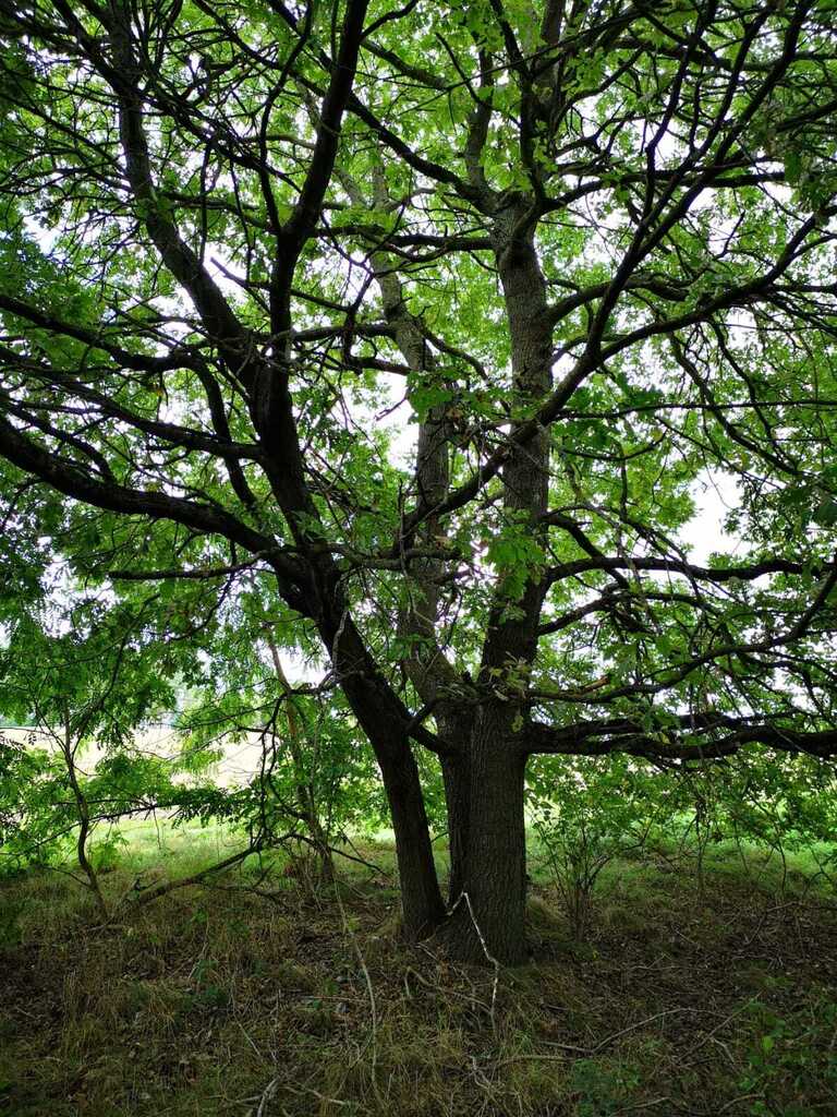 Działka na sprzedaż Świeszewo 18 458 m2 | Arka Nieruchomości