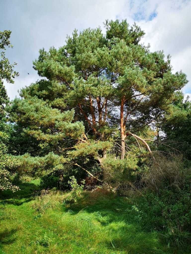 Działka na sprzedaż Świeszewo 18 458 m2 | Arka Nieruchomości