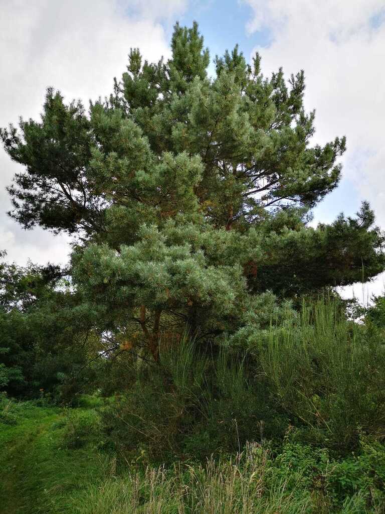 Działka na sprzedaż Świeszewo 18 458 m2 | Arka Nieruchomości