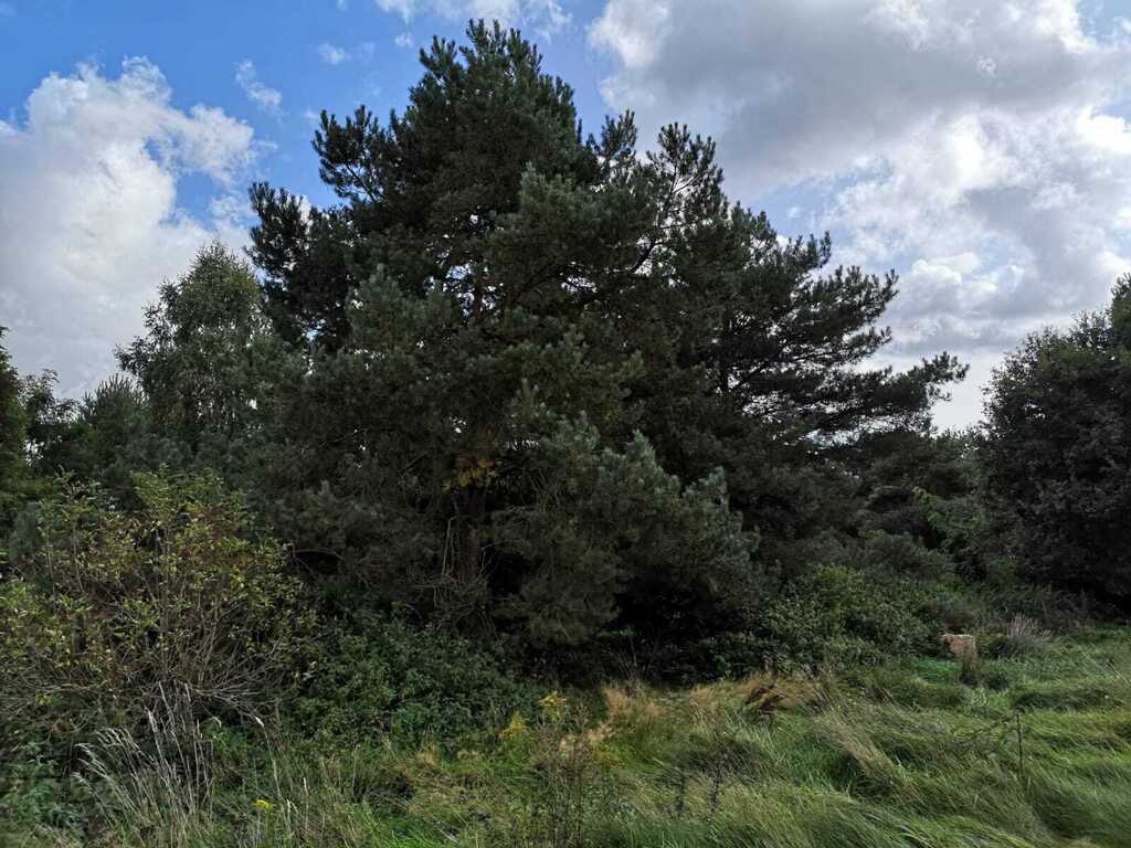 Działka na sprzedaż Świeszewo 18 458 m2 | Arka Nieruchomości
