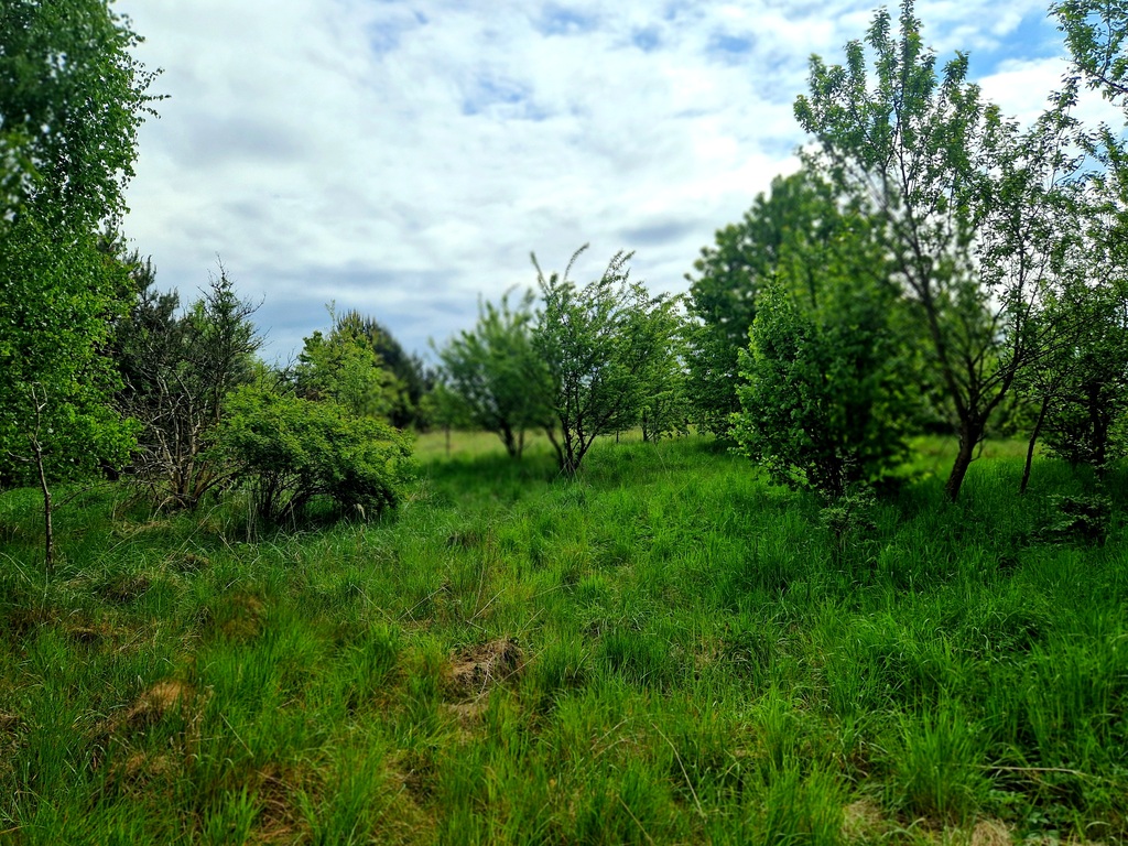 Działka na sprzedaż Olchowo 33 685 m2 | Arka Nieruchomości