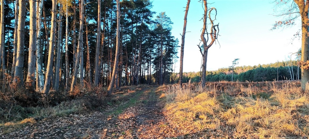 Działka na sprzedaż Szczecin, Wielgowo 1 959 m2 | Arka Nieruchomości