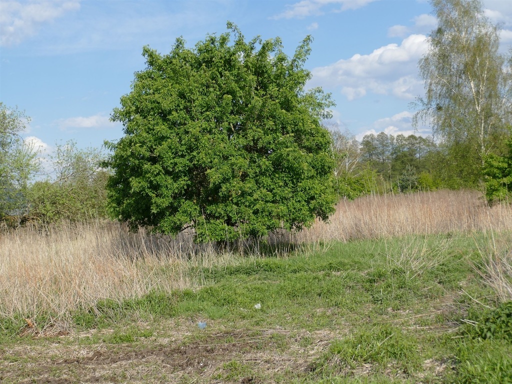 Działka na sprzedaż Szczecin, Wielgowo 3 342 m2 | Arka Nieruchomości