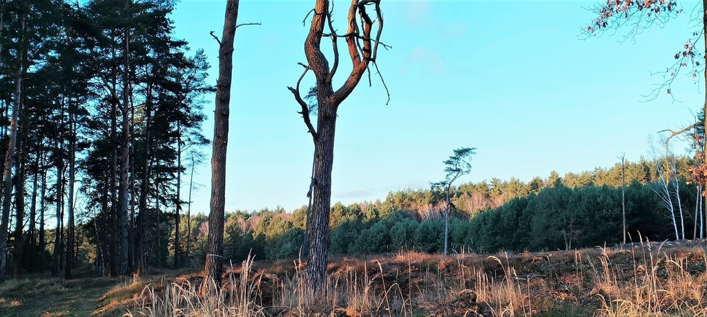 Działka na sprzedaż Szczecin, Wielgowo 1 565 m2 | Arka Nieruchomości