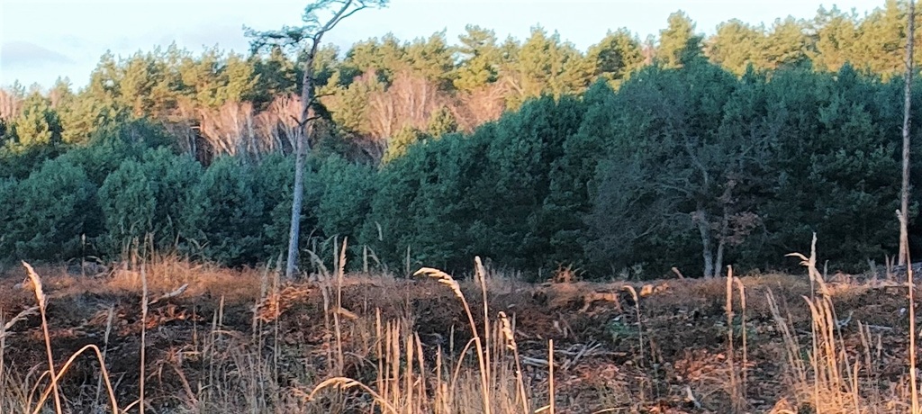 Działka na sprzedaż Szczecin, Wielgowo 1 565 m2 | Arka Nieruchomości