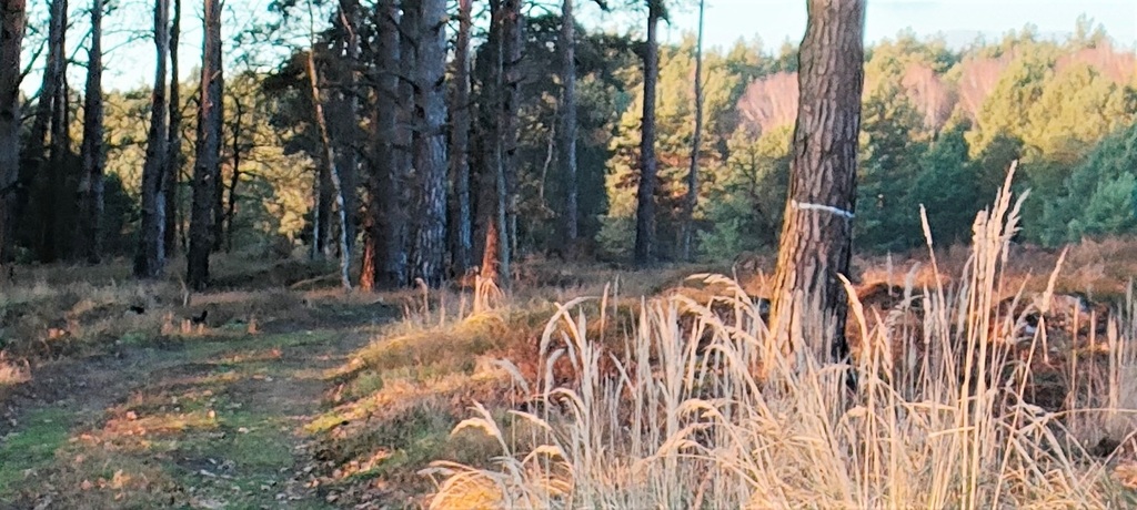 Działka na sprzedaż Szczecin, Wielgowo 1 565 m2 | Arka Nieruchomości