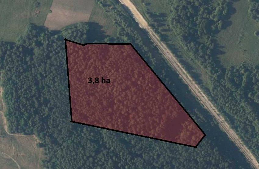 Duży Las 4 H Pod Kielcami Bogata W Pokłady Piasku