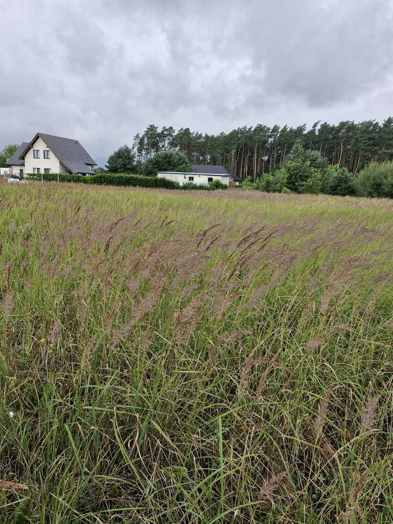 Działka na sprzedaż Modrzewie 1 980 m2 | Arka Nieruchomości
