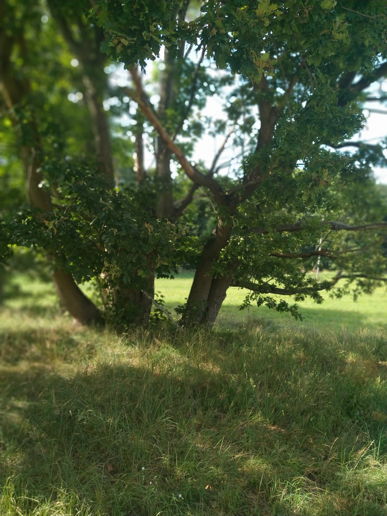 Działka na sprzedaż Tanowo 3 362 m2 | Arka Nieruchomości