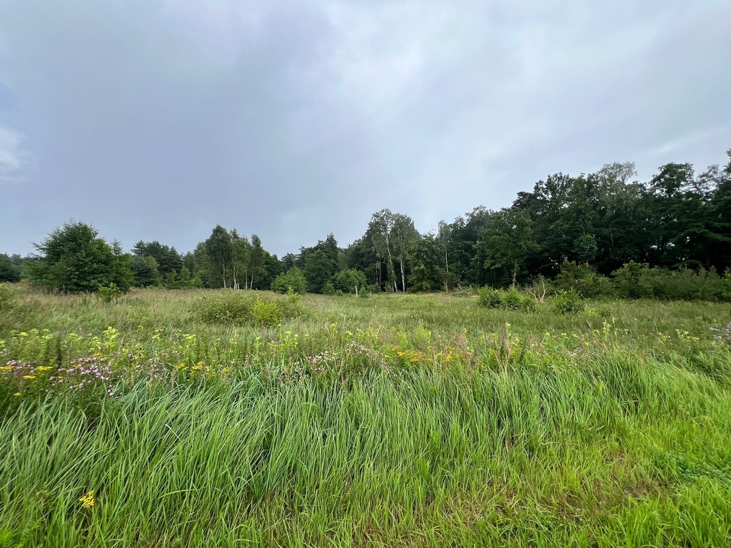 Działka na sprzedaż Storkowo 3 566 m2 | Arka Nieruchomości