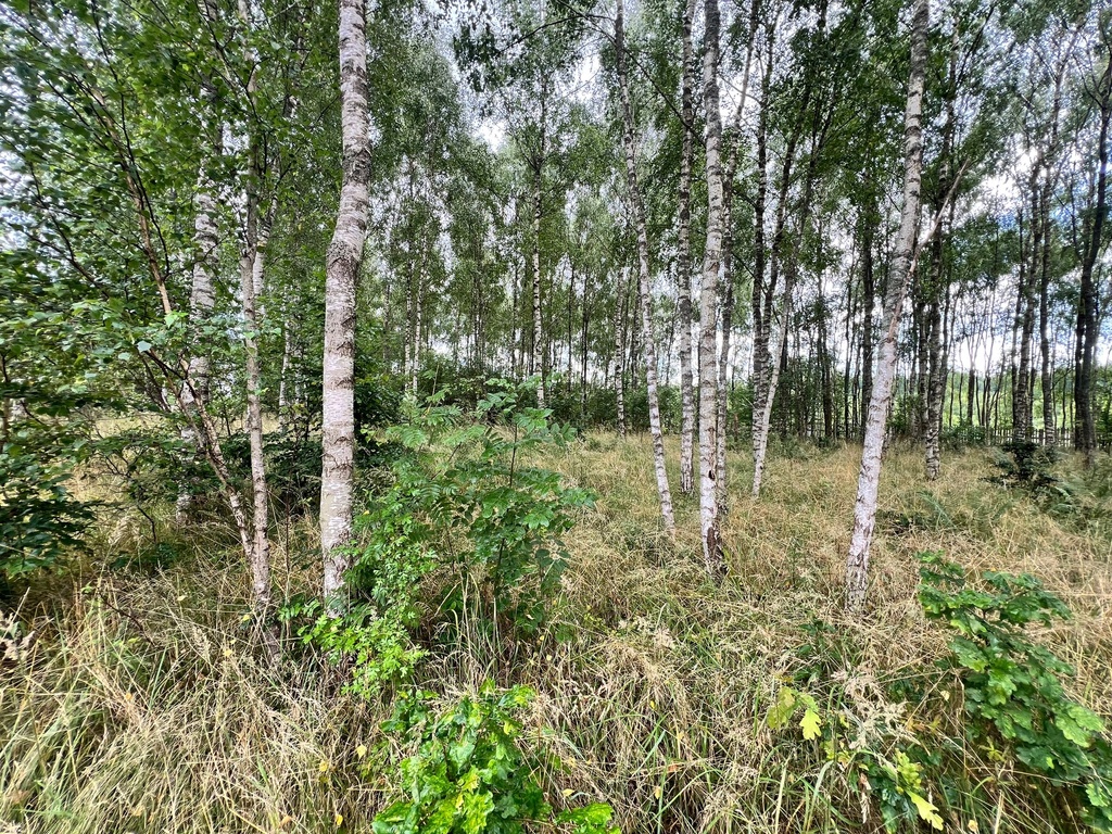 Działka na sprzedaż Storkowo 3 412 m2 | Arka Nieruchomości