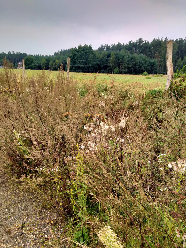 Działka na sprzedaż Niekłończyca 5 000 m2 | Arka Nieruchomości