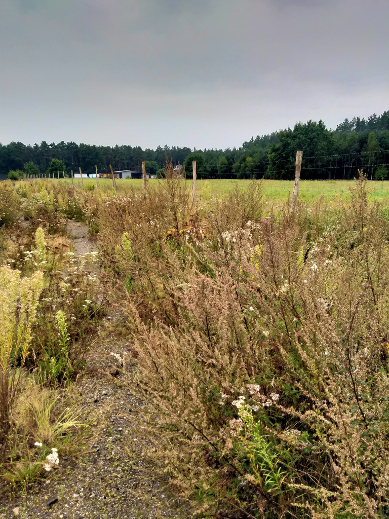 Działka na sprzedaż Niekłończyca 5 000 m2 | Arka Nieruchomości
