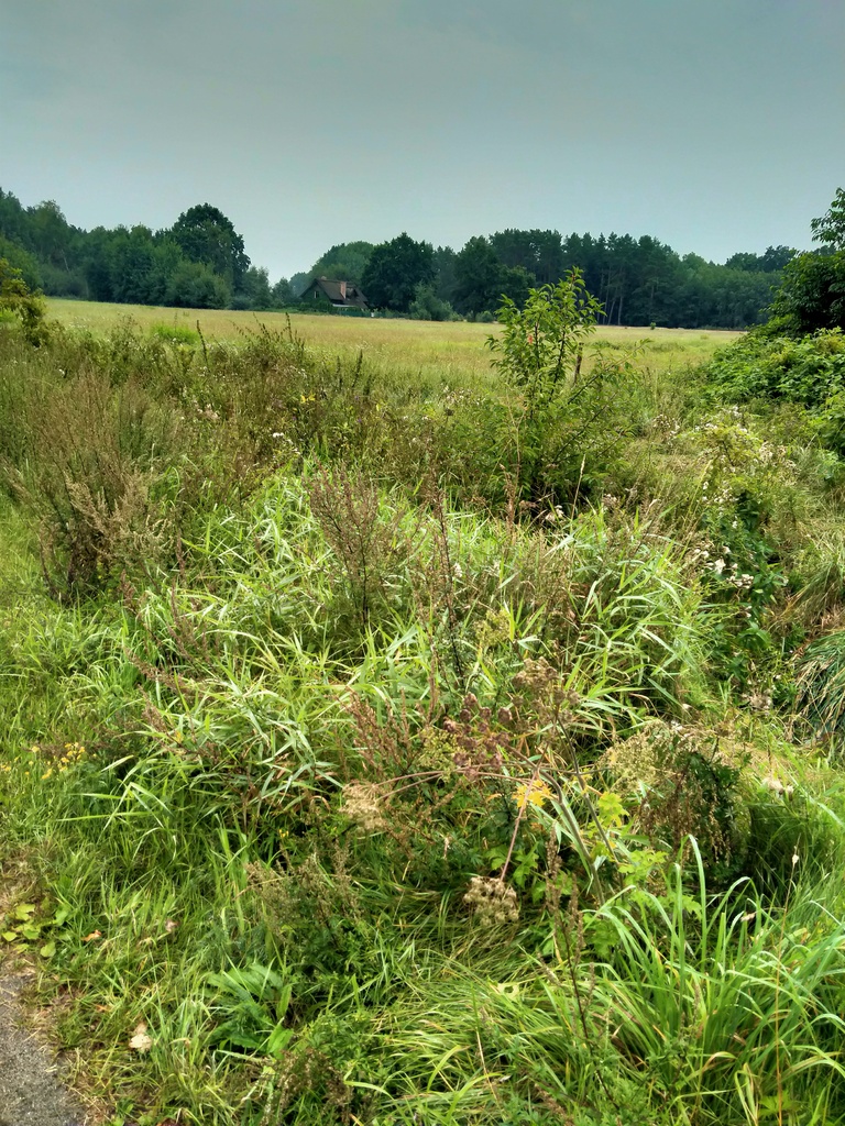 Działka na sprzedaż Niekłończyca 5 000 m2 | Arka Nieruchomości