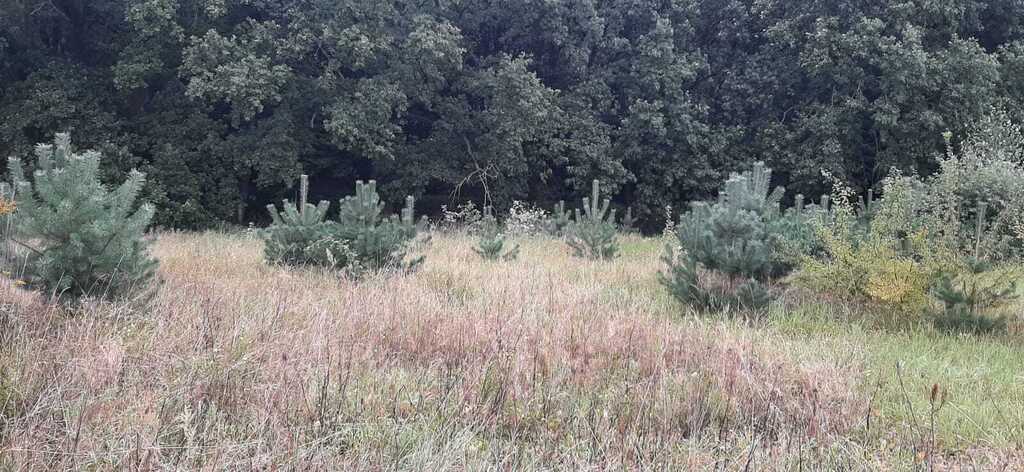 Działka na sprzedaż Swobnica 1 022 m2 | Arka Nieruchomości