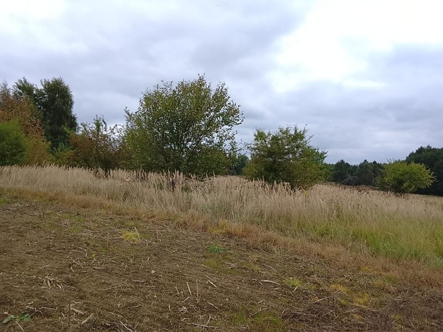 Działka na sprzedaż Stara Dąbrowa 1 492 m2 | Arka Nieruchomości