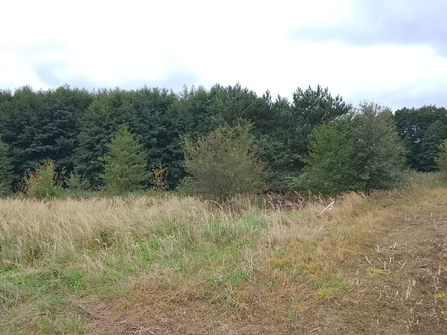 Działka na sprzedaż Stara Dąbrowa 1 492 m2 | Arka Nieruchomości