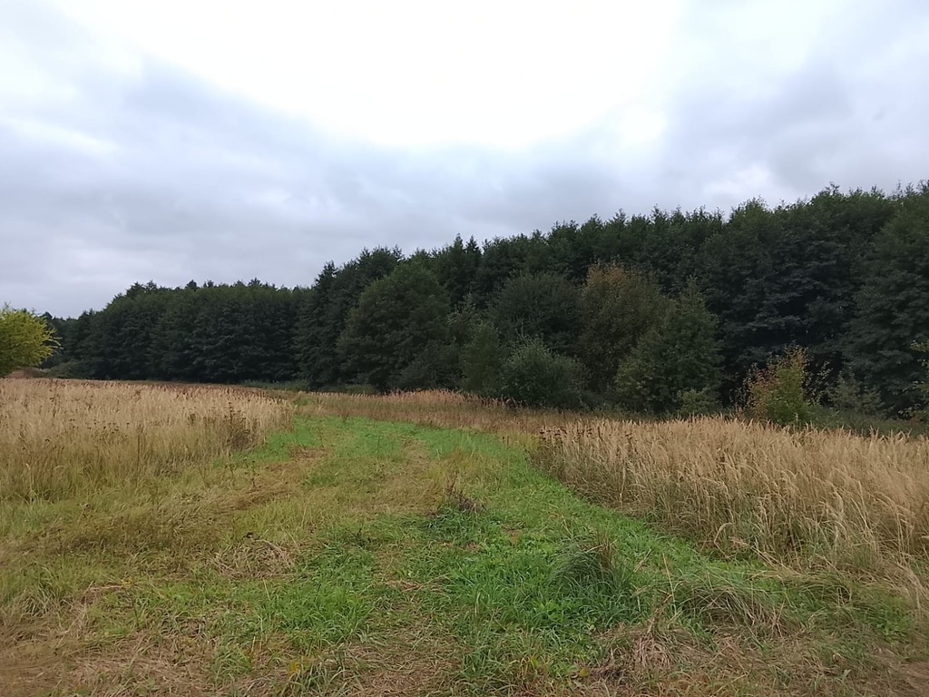 Działka na sprzedaż Stara Dąbrowa 1 492 m2 | Arka Nieruchomości